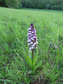 Orchis purpurea